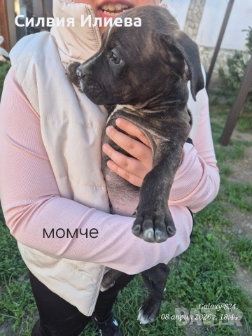 Питбули , снимка 11 - Питбул - 53865863