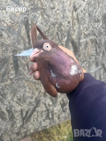 Търговишки гълъби, снимка 3 - Гълъби - 52495923