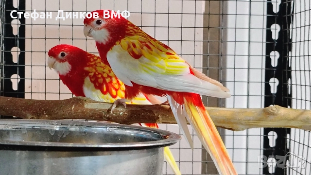 Двойка розели 