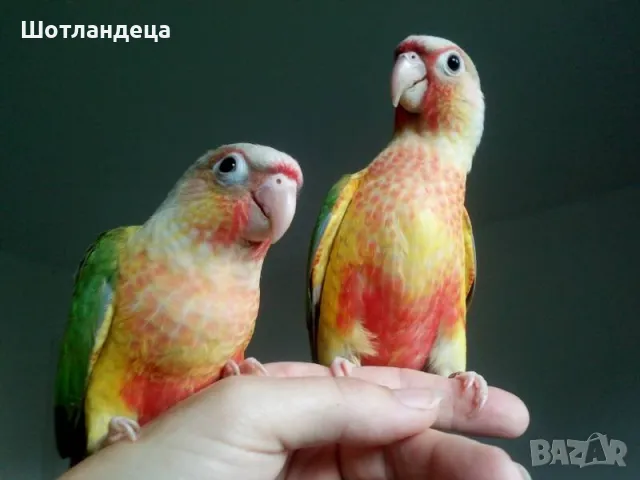 Папагал пирура-Pineapple(ананас), снимка 5 - Папагали - 50317567