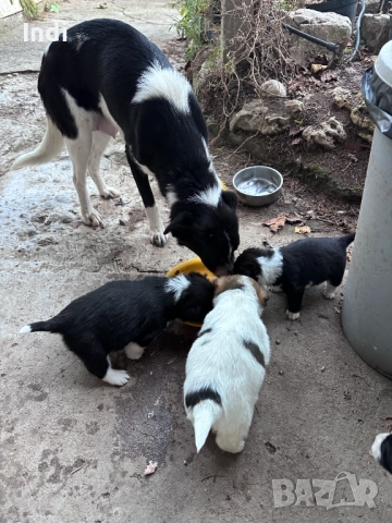 Кученца, снимка 6 - Други - 52733936