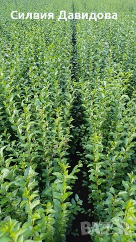 0.70 лв Лигуструм на корен, снимка 8 - Градински цветя и растения - 52023071