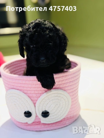 Пудел Той Момченце , снимка 2 - Пудели - 53898736