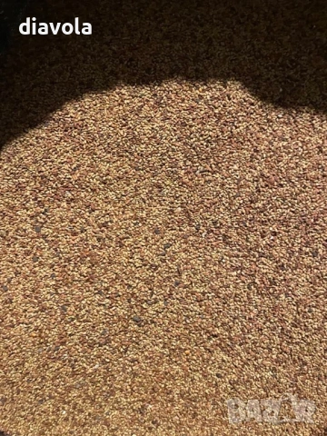 Люцерново семе, снимка 2 - Сортови семена и луковици - 53265868