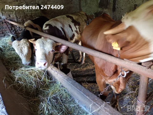  Мъжки угоени телета , снимка 10 - Други - 54556689