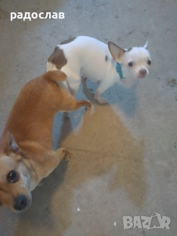 малки кутрета пинчер чихуахуа , снимка 12 - Чихуахуа - 54281247