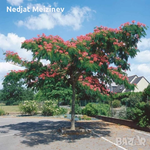 Албиция фиданки, снимка 7 - Градински цветя и растения - 52030801