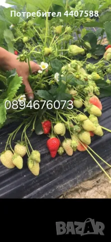 Целогодишни сортове  Расзад ягоди и манни , снимка 6 - Разсади - 49743611