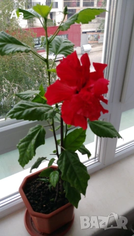 продавам цветя Китайска роза, червена, кичеста, снимка 8 - Стайни растения - 54239402