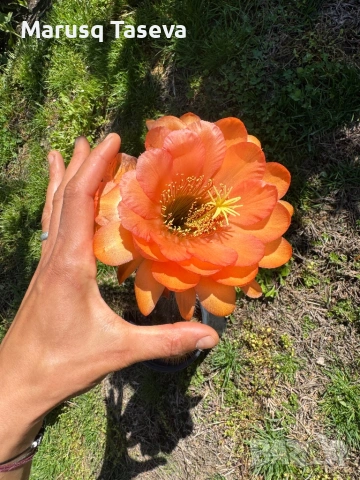 Книфофия и пампаска трева , снимка 5 - Градински цветя и растения - 54329437