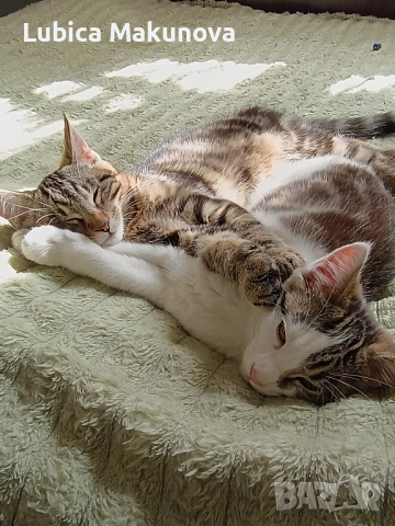 Безплатно, снимка 6 - Мейн кун - 52004434