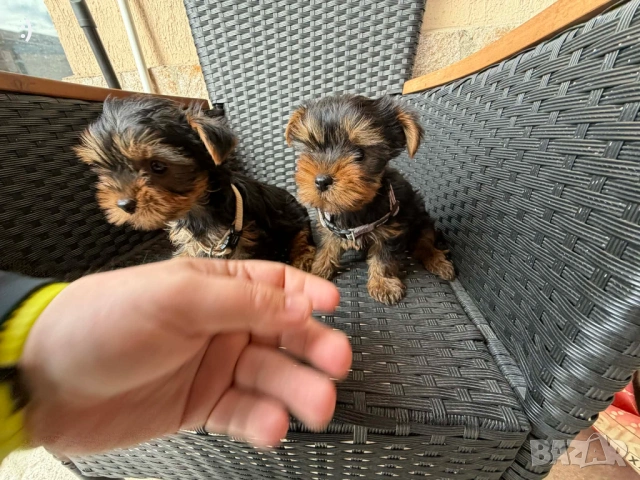 Йоркширски териер актуално от 31.3.2026, снимка 6 - Йоркширски териер - 54037397