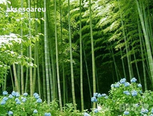 100 Семена от бамбук Moso-Bamboo рядко срещано растение за декорация на вашата градина бамбук мосо б, снимка 1 - Сортови семена и луковици - 37712119