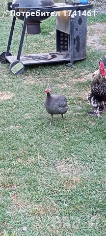 Токачки , снимка 3 - други­ - 51760116