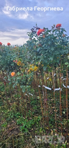 Щамбови рози на гол корен , снимка 2 - Градински цветя и растения - 52218884