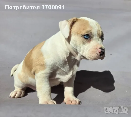 питбул / женско питбулче, снимка 4 - Питбул - 56184265
