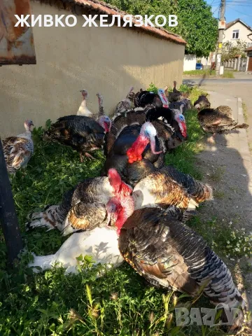 Продавам домашно гледани пуйки, снимка 15 - Кокошки и пуйки - 49611876