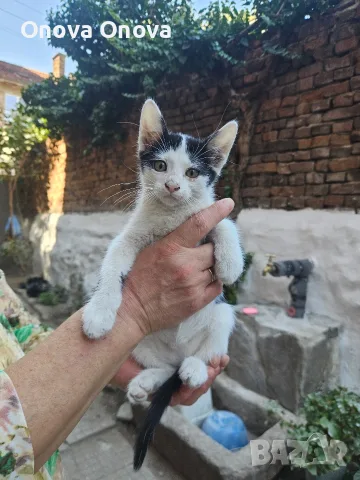 Подарвам котенца, снимка 5 - Други - 56220325