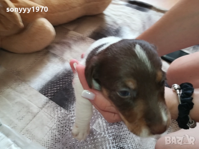 ПРОДАВАМЕ СЛАДКО КУЧЕНЦЕ-ДЖАК 250ЛВ 1909251756, снимка 4 - Джак ръсел териер - 51771326