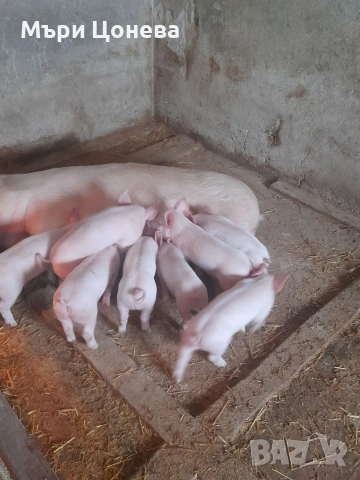 малки прасенца 