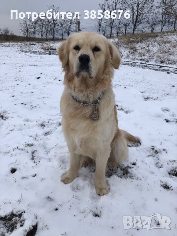 Красив Голдън Ретривър със родословие си търси Дама !, снимка 3 - Голдън ретривър - 42419223