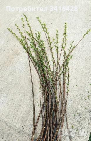 Плачеща върба / Salix babylonica