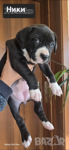 Продавам питбули