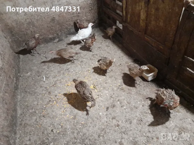Фазани.                 ., снимка 4 - други­ - 56254213