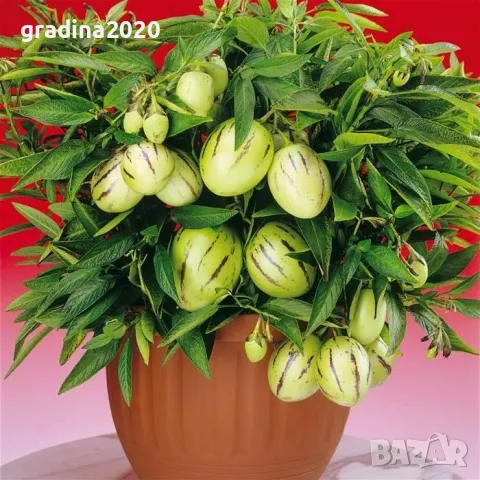 Пепино -Пъпешово дърво СЕЗОННА РАЗПРОДАЖБА !!!