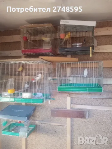 Продавам канарчета, снимка 3 - Канари - 56543695