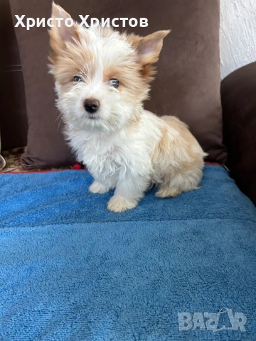 Бяло златно йорки, снимка 4 - Йоркширски териер - 54012330