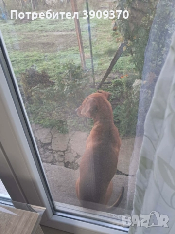 Подаряват се три принцеси, снимка 3 - Други - 52689762