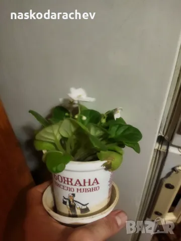 Теменужка, теменужки, сенполия снежно бяла, бял цвят, снимка 16 - Стайни растения - 48424077