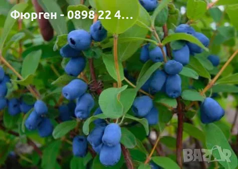 Лоницера Камчатика Зойка - Майска боровинка, снимка 2 - Разсади - 48785552