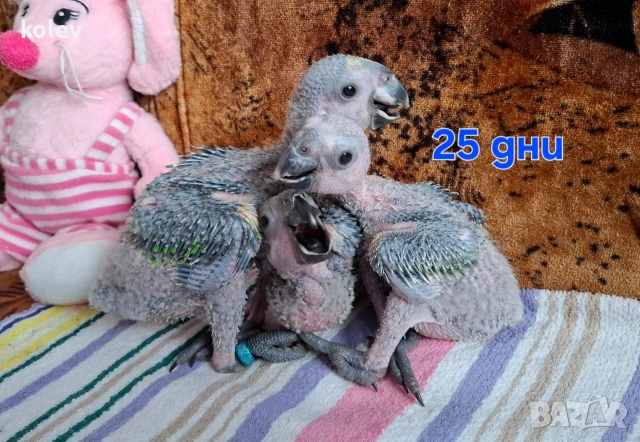 Папагали Синьочела амазона/бебета