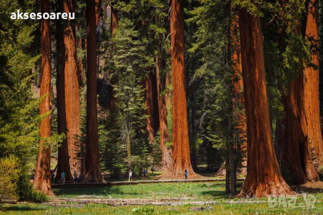 Екзотични нови 15 семена гигантска секвоя мамутово дърво sequoiadendron giganteum декорация в двора