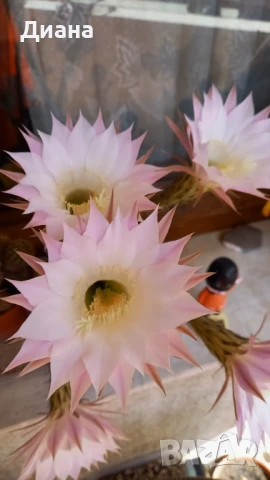 Ехинопси в керамична кошничка, снимка 6 - Стайни растения - 51073098