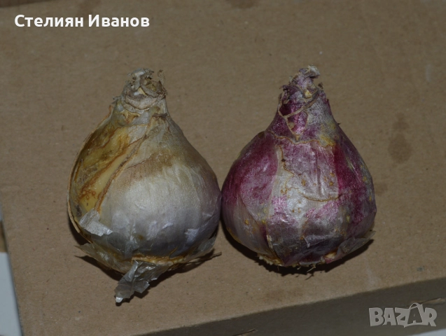 Зюмбюл (Hyacinthus 'Pink Elephant') - луковици, снимка 2 - Сортови семена и луковици - 52717586