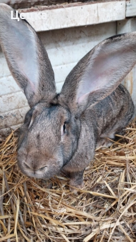 Продавам зайка, снимка 5 - Други - 52810039