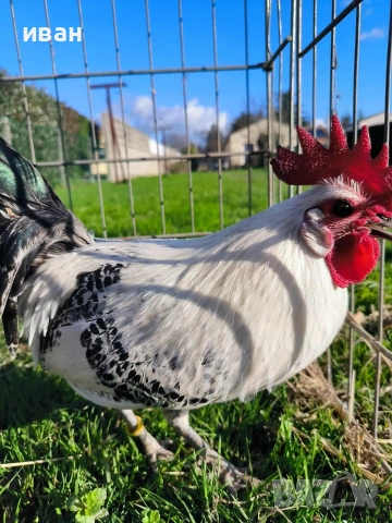 Чифт Сребърно Брезе Бантам-единствени в България