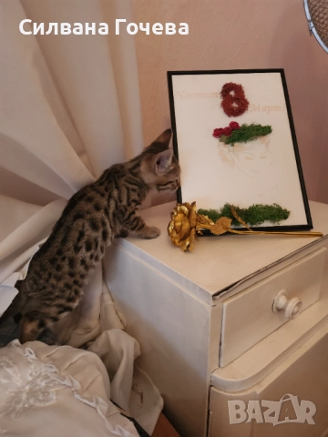 Бенгалска котка , снимка 2 - Бенгалски - 52083006