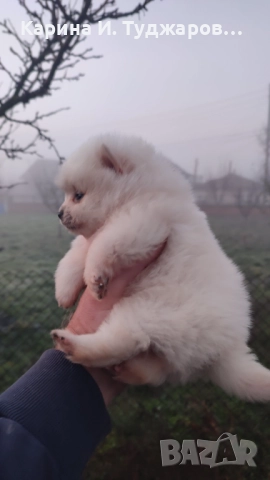 Малки померанчета, снимка 4 - Померан - 52570268