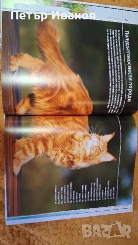 Енциклопедия за котки , снимка 4 - Детски книжки - 51152283