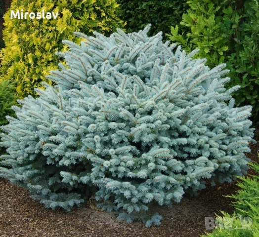 „Карпатски смърч“