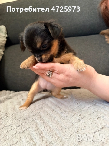 Чихуахуа свободни , снимка 2 - Чихуахуа - 54019475