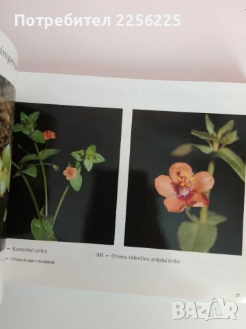 Основни плевели в полевите култури, снимка 4 - Специализирана литература - 51090747