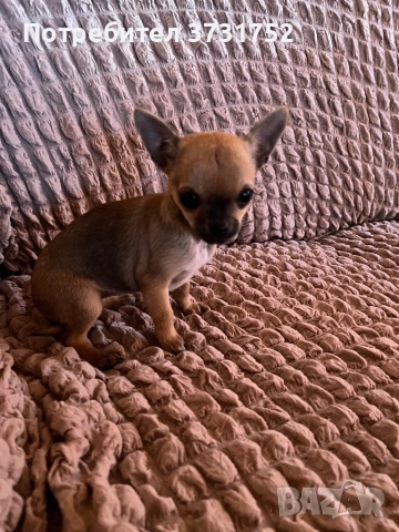 Мини чихуахуа