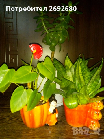 Голяма оранжева кливия с цветонос,5бр. с обща цена, христов венец,лечебно алое,бамбук,коледничета , снимка 17 - Стайни растения - 50184776
