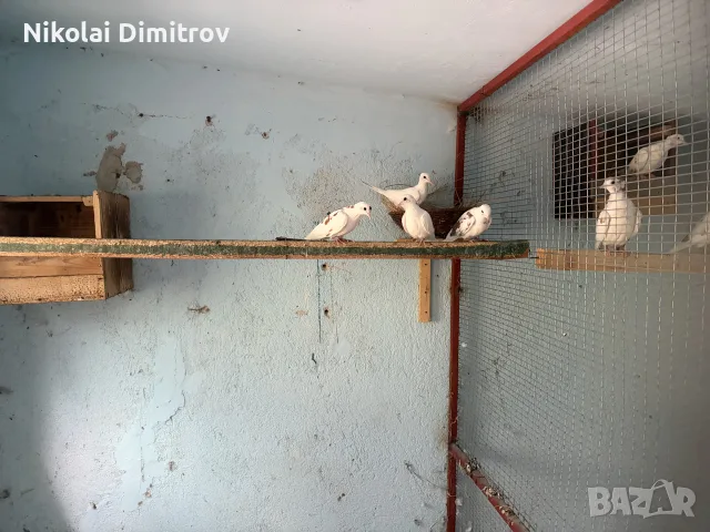Корели и други птици, снимка 6 - Папагали - 55919953