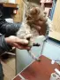 Продавам разкошни полуперсичета бебета на 2 месеца Варна , снимка 7